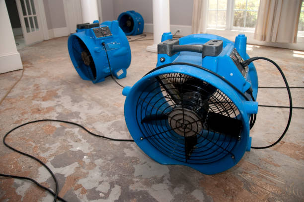 Best Professional water damage repair  in Van Alstyne, TX